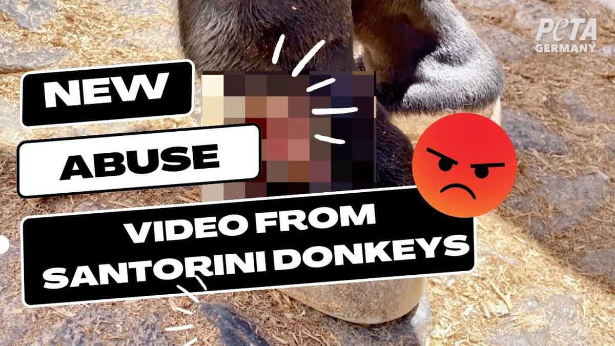 PETA Germany Urges Santorini Local Authorities to End Donkey Rides after their 3rd Investigation
